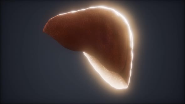 Loop 3d Rendered Medically Accurate Animation of the Human Liver alt