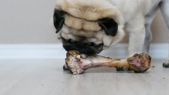 Hungry Pug Dog Eating a Big Bone
