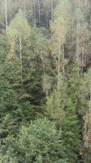 Aerial View of Trees in the Forest