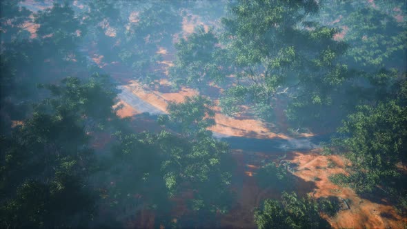 Aerial Shot of Road Snaking Through Green Trees