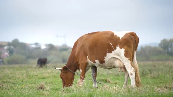 Brown Milk Cow Grazing on Green Grass at Farm Grassland