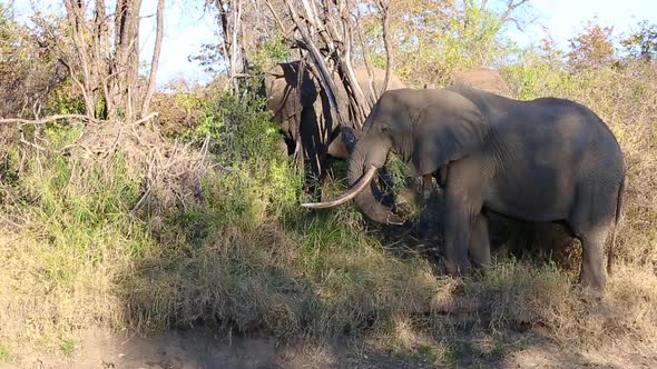 Two African elephants tearing branches from trees and feeding in the wild