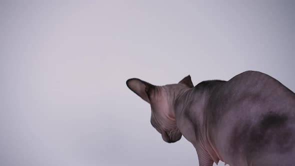 Rear View of the Canadian Sphinx in the Studio on a Gray Background