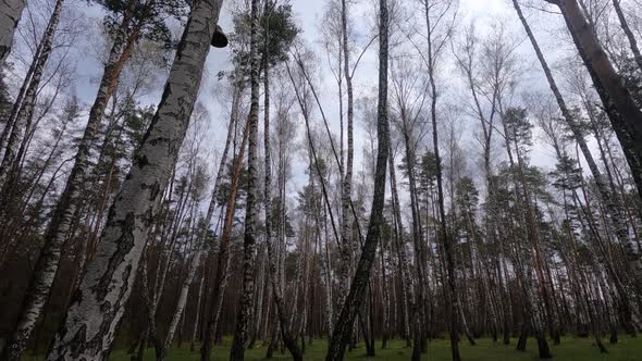 Forest with Birches in the Afternoon