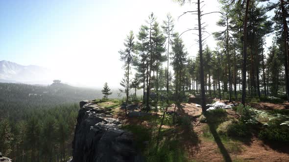 Nordic Pine Forest in Evening Light