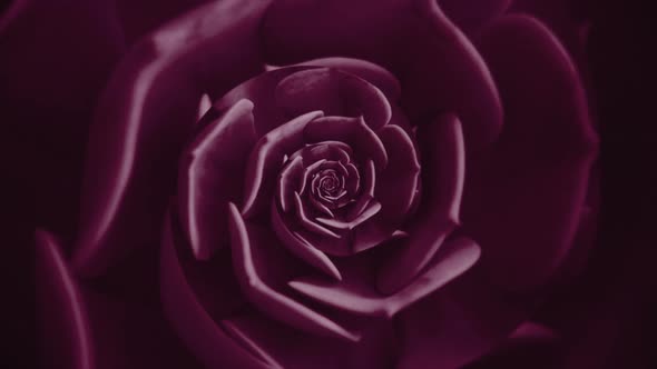 Pink spinning plant with fresh petals