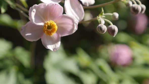 Gentle Japanese anemone hybrida flower on wind 4K footage