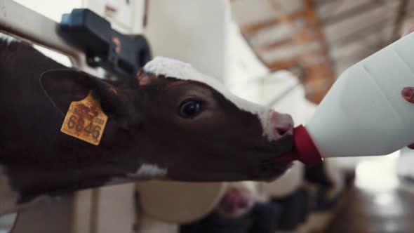 Cute Calf Drinking Milk in Feedlots Closeup