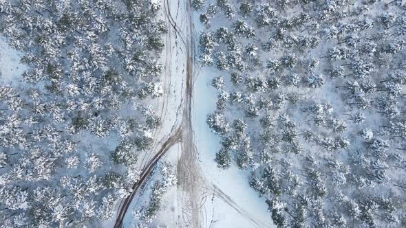 Frozen Trees