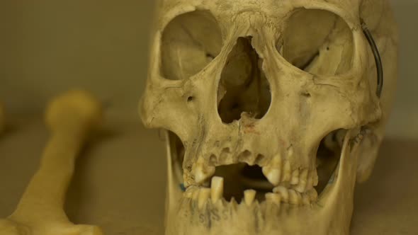 Human Skull Nose View