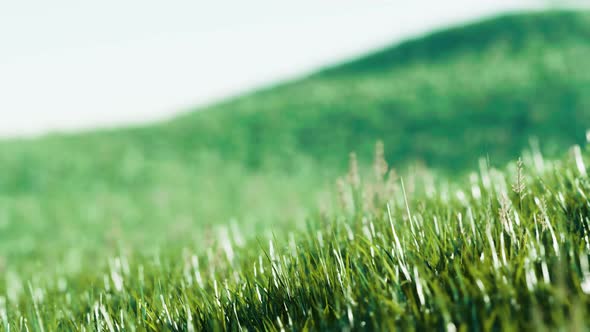 Green Fresh Grass As a Nice Background