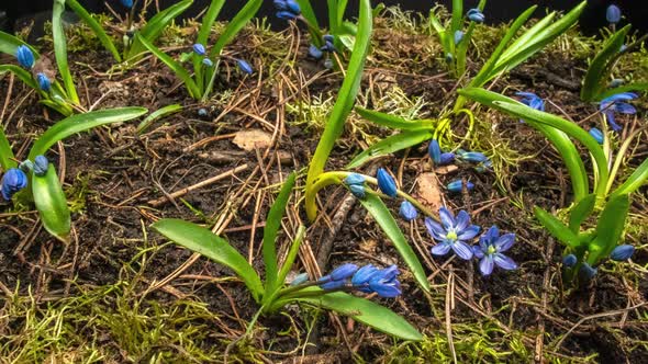 Blue Snowdrop in Spring