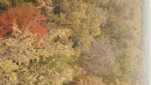 Vertical Video of an Autumn Forest During the Day in Ukraine