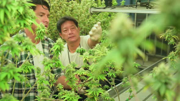 Farm owners and workers who maintain the cannabis plantation.