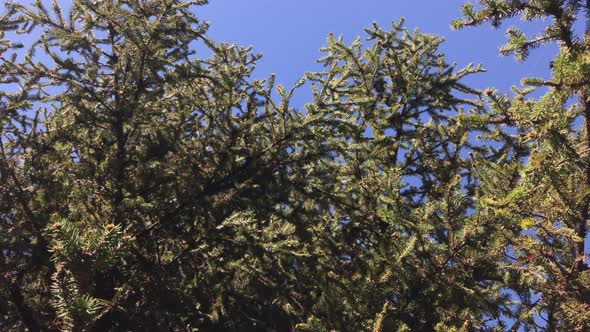 Green firs branches against blue sky 4K 2160p 30fps UltraHD footage - Beautiful Abies tree on sunny 