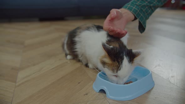 Caring Owner Petting One Eyed Cat Eating Cat Food