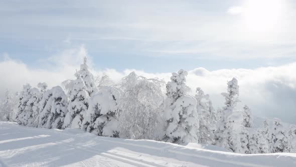 A Crosscountry Skier Skies Down a Trail in a Snowcovered Winter Landscape with Trees on Sunny Day