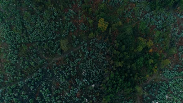 The Area of a Green Forest Where It Was Previously Deforested and Trees Grew