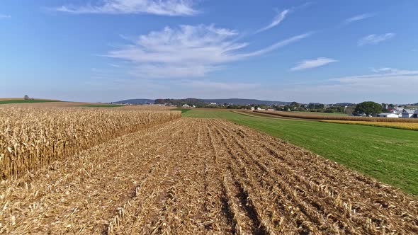 Drone Flight over Agricultural Fields and Corn Ready for Harvest