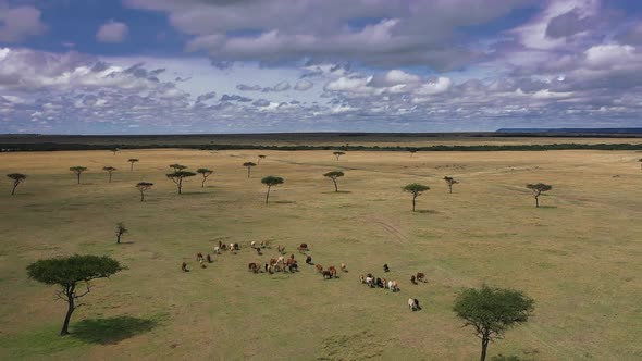 Wild Animals in South Africa