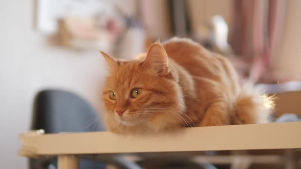 Curious Ginger Cat Sits on Table. Fluffy Pet Looks Attentively. Furry Domestic Animal at Cozy Home.