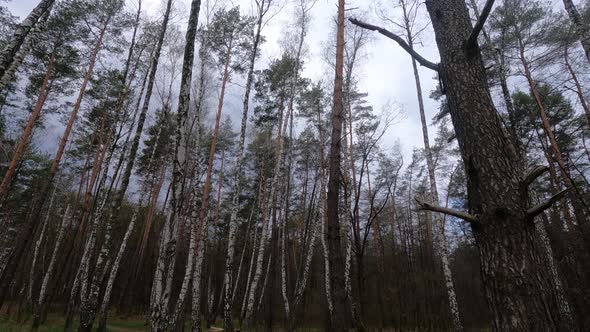 Birch Forest with Birches in the Afternoon