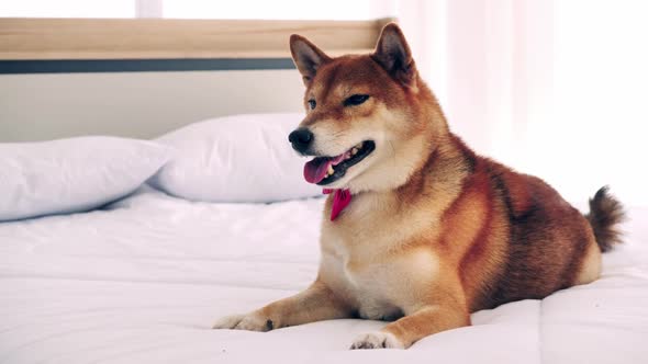 Cute Shiba Inu dog lying on a bed at home