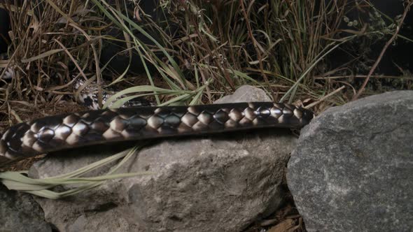 Brazilian smooth snake false water cobra slithering on rocks