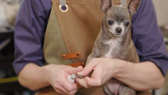 Groomer using electronic device to file the claws of a dog