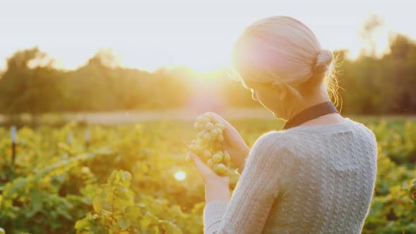 A Woman Farmer Stands in a Vineyard Holding a Bunch of Grapes