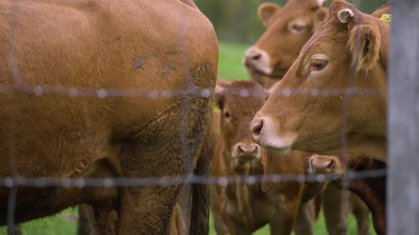 Small brown cows on green farm field behind the fence