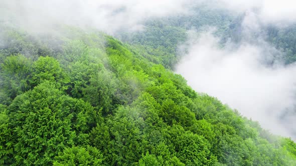 Coniferous Wet Dense Forest From a Aerial Bird's Eye View