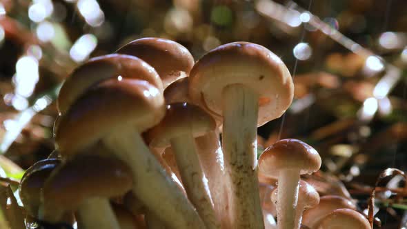 Armillaria Mushrooms of Honey Agaric In a Sunny Forest in the Rain