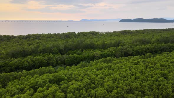 Aerial fly over mangrove forest