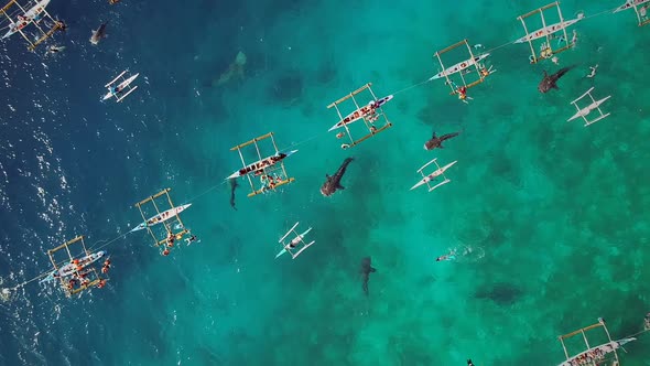 Aerial view of tourists swimming with whale sharks, Oslob, Philippines.