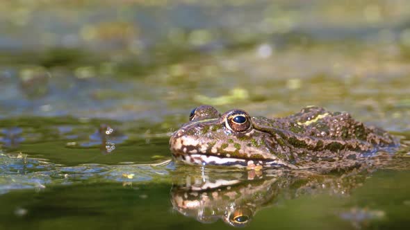 Green Frog in the River. Close-Up. Portrait Face of Toad in Water with Water Plants