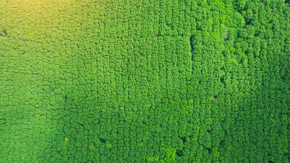 Drone flying over a beautiful rubber trees plantation
