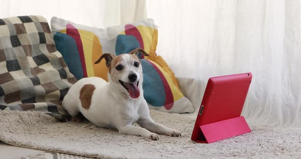 Funny Brown and White Dog Looks at Pink Tablet Display