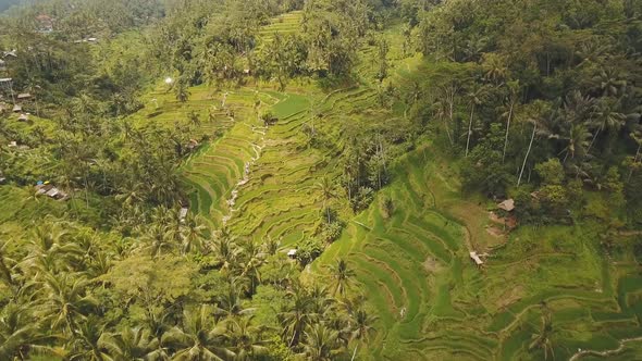 Terrace Rice Fields in Ubud BaliIndonesia