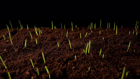 Germinating Sprouts of Wheat