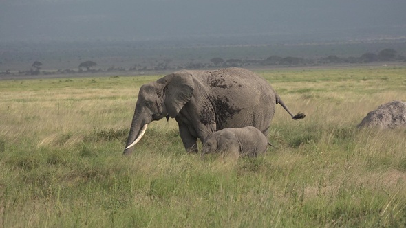 Family of Elephants on the Move. Wildlife in savanna, Kenya, Africa. African Elephants herd feeding