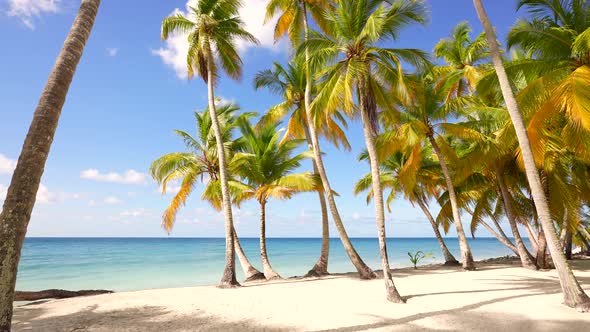 Beautiful Wild Island Beach and Palms Caribbean Sea and White Sand and Blue Sky and Beach Loungers