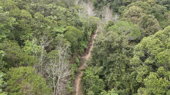 Aerial view of small road in the middle of Forest
