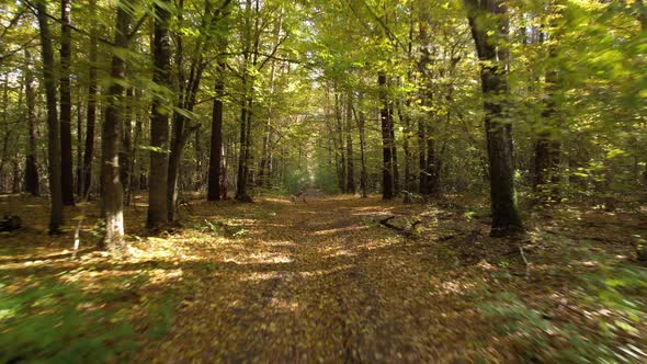 Flight over the forest road on an autumn sunny day. Travel and nature concept