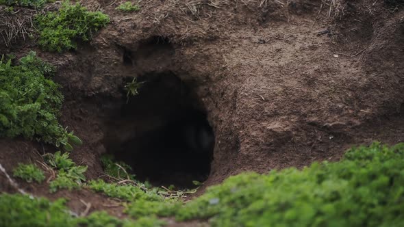 A Common Puffin Comes Out Of His Burrow In Skomer Island. -medium shot