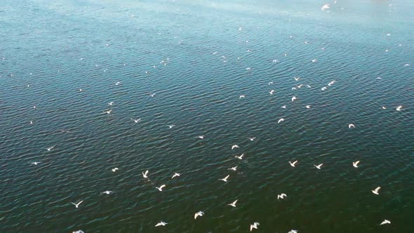 A flock of seagulls flies above the water surface and settles on the surface