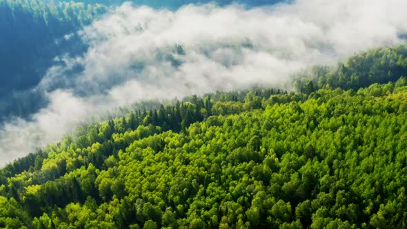 Fog Flowing Over River Forest in Mountains in Morning