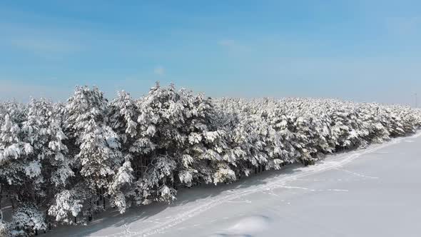 Aerial View on Winter Pine Forest and Snow Path on a Sunny Day