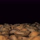 Close up of seeds of coffee. Fragrant coffee beans. - VideoHive Item for Sale