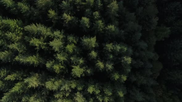 Forest With Huge Green Trees From Above Drone Shot.